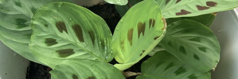 DhellaDNP's profile banner image