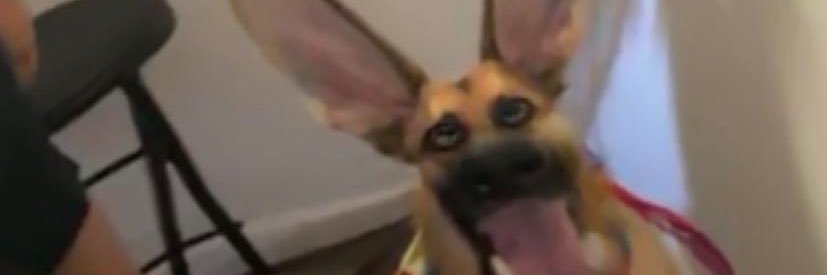 psychocely's profile banner image