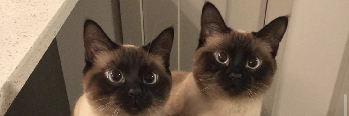 sherindummkopf's profile banner image
