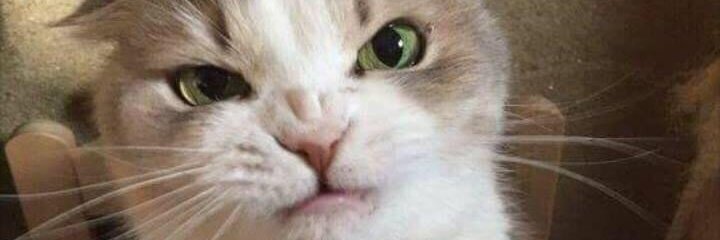 EvilLordHaha's profile banner image