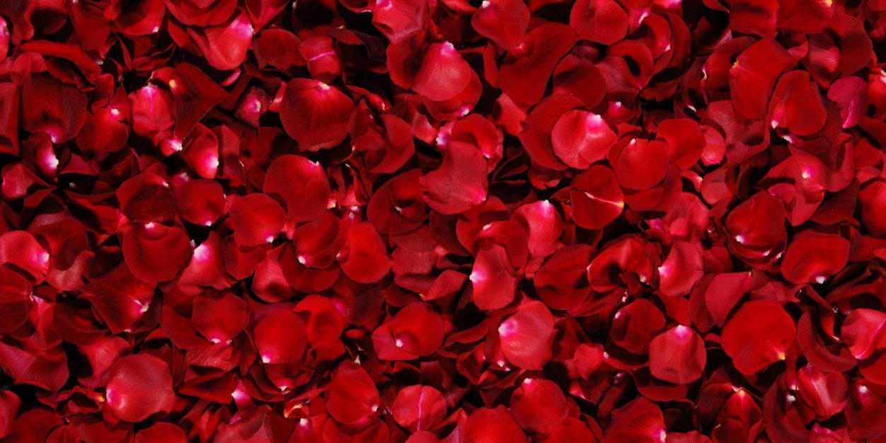 wwedivanetwork's profile banner image