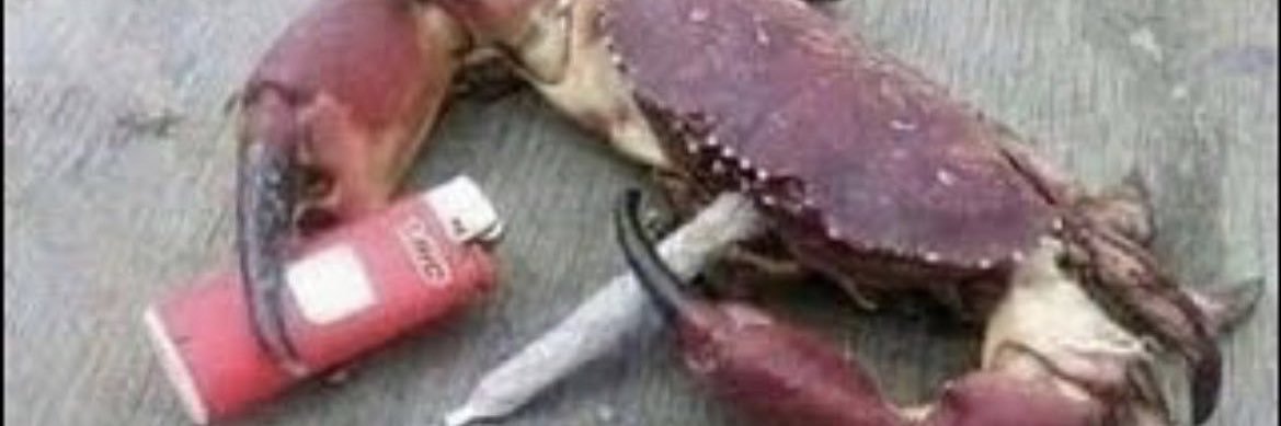 john carpenter enjoyer banner