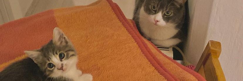 zeeynno's profile banner image