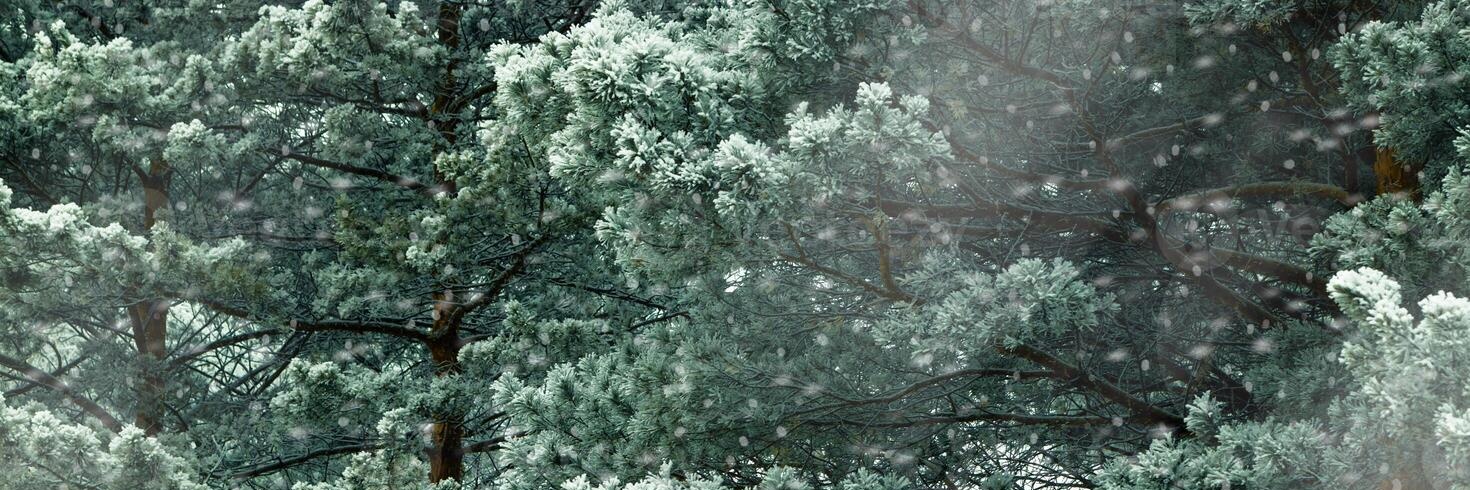 sugar_dae's profile banner image