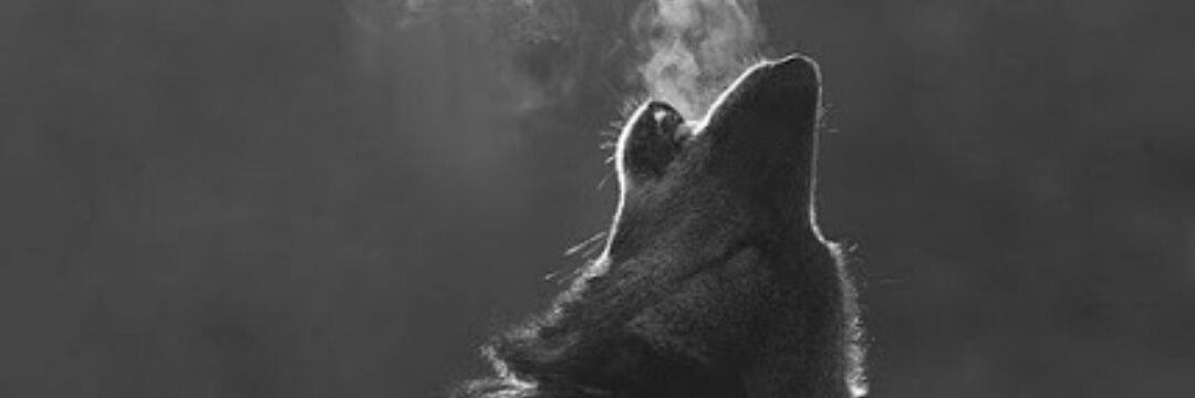gavvwalmsley's profile banner image