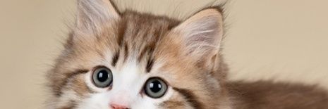 vimarviah's profile banner image