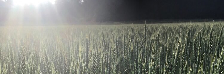 torstenssonfia's profile banner image