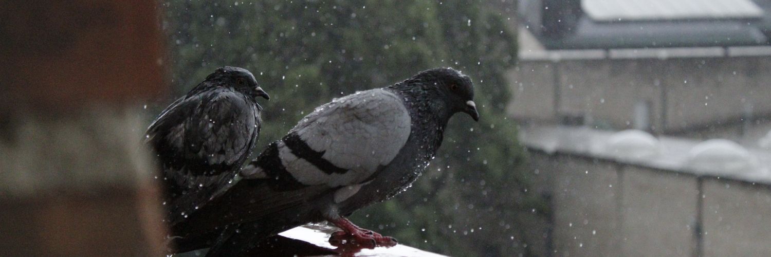 H3rMosso's profile banner image