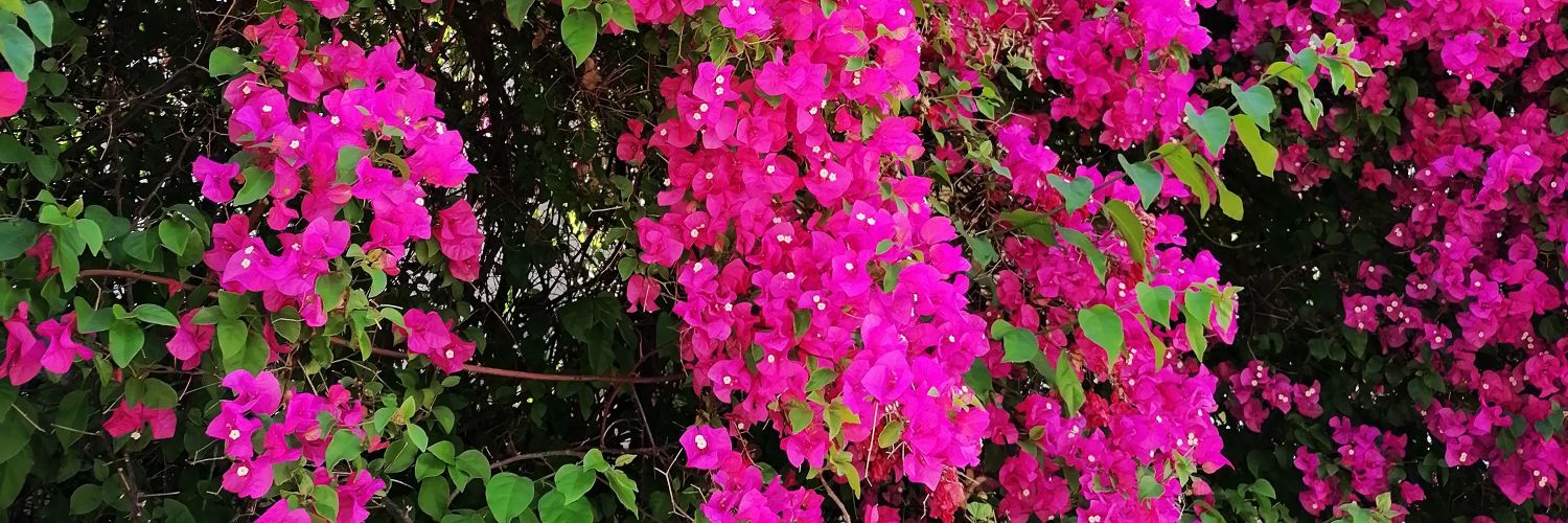 Nikol_Aggelidou's profile banner image