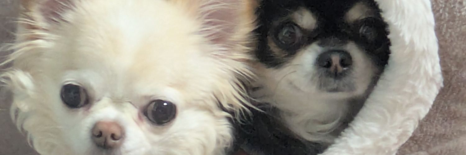 aovivi's profile banner image