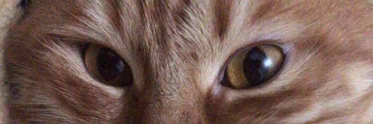 cthekitten's profile banner image