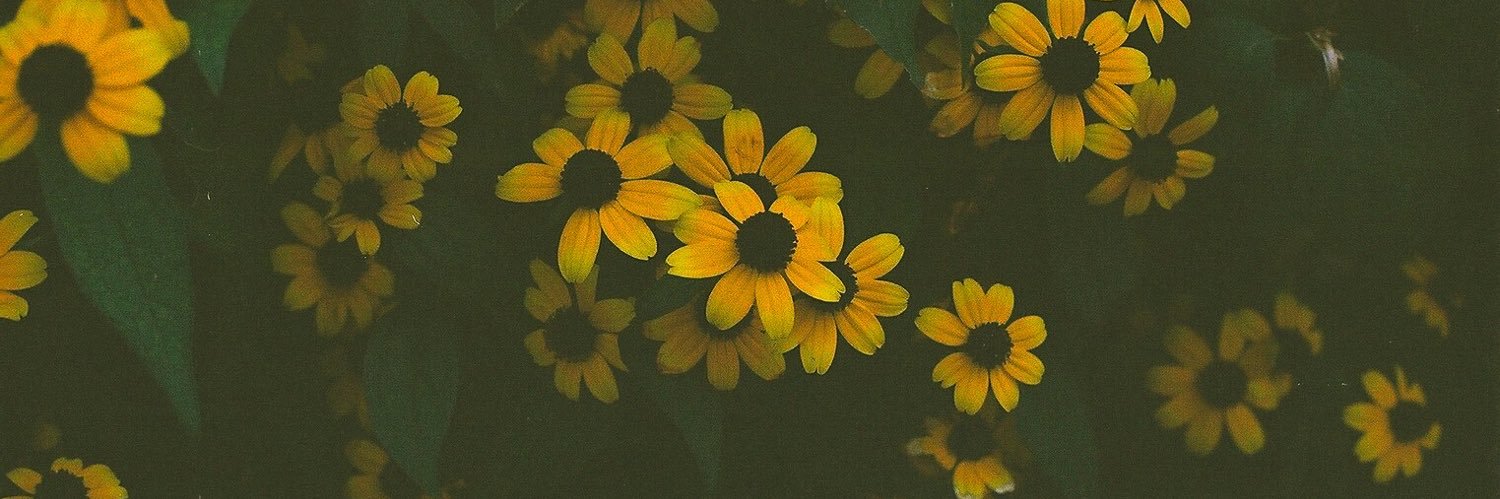 Catadechocolate's profile banner image