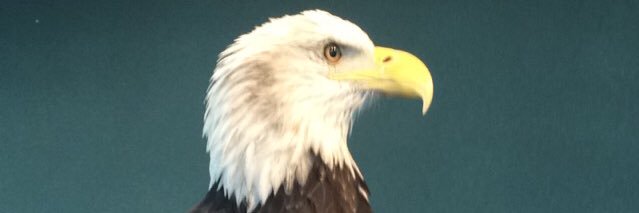 fordmdave's profile banner image