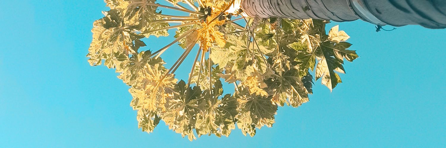 dandaralsousa's profile banner image