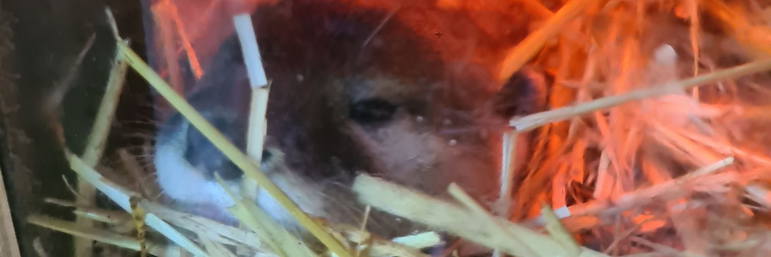 lemilly's profile banner image