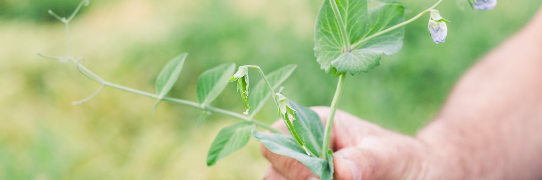 Maurice Meyer banner