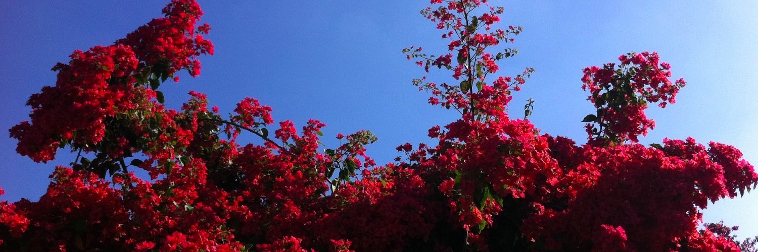 FlavioKerr's profile banner image