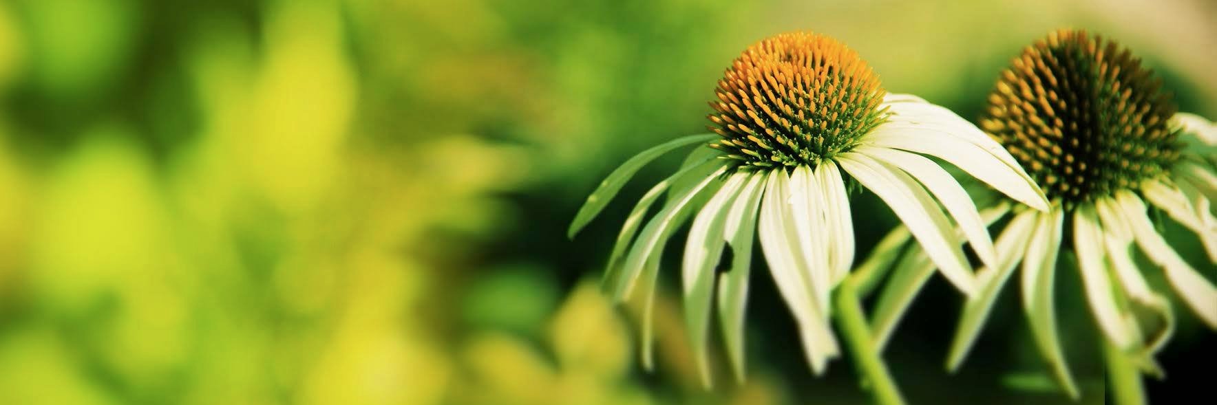 Éditions Pleine Lune banner