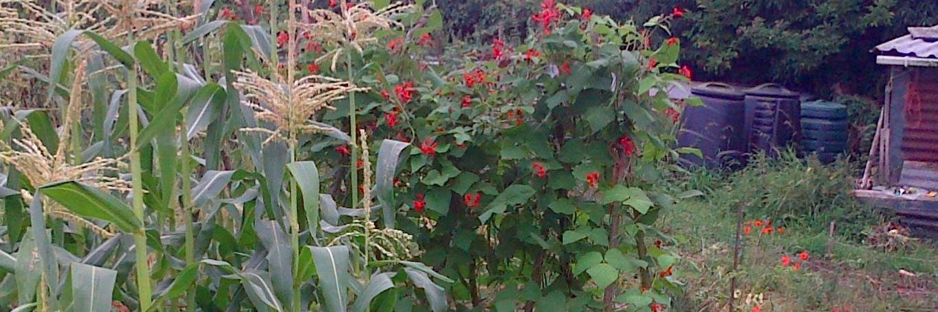 Nicole Clough banner