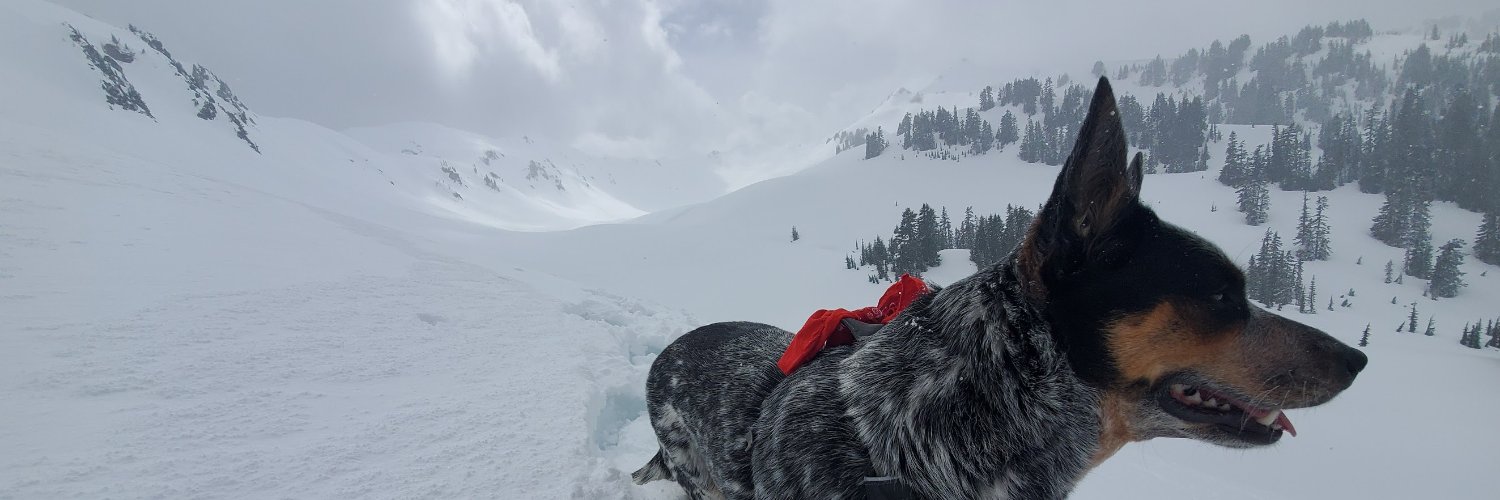 William Stein banner