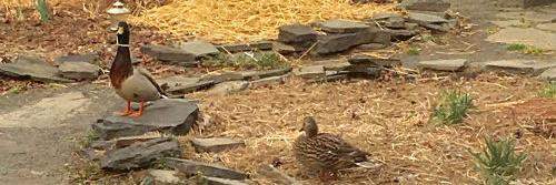 Farmwell Station MS banner