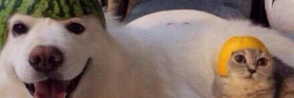 cam banner