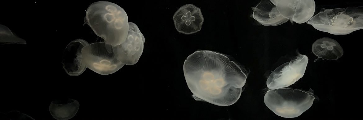 ด้วยรักและปลาทู 😼 banner