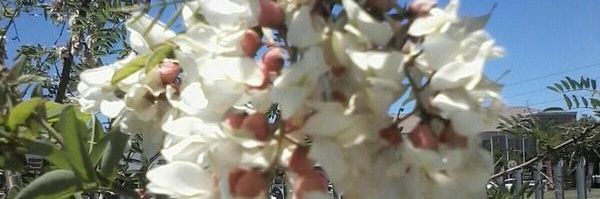 Pikani1's profile banner image
