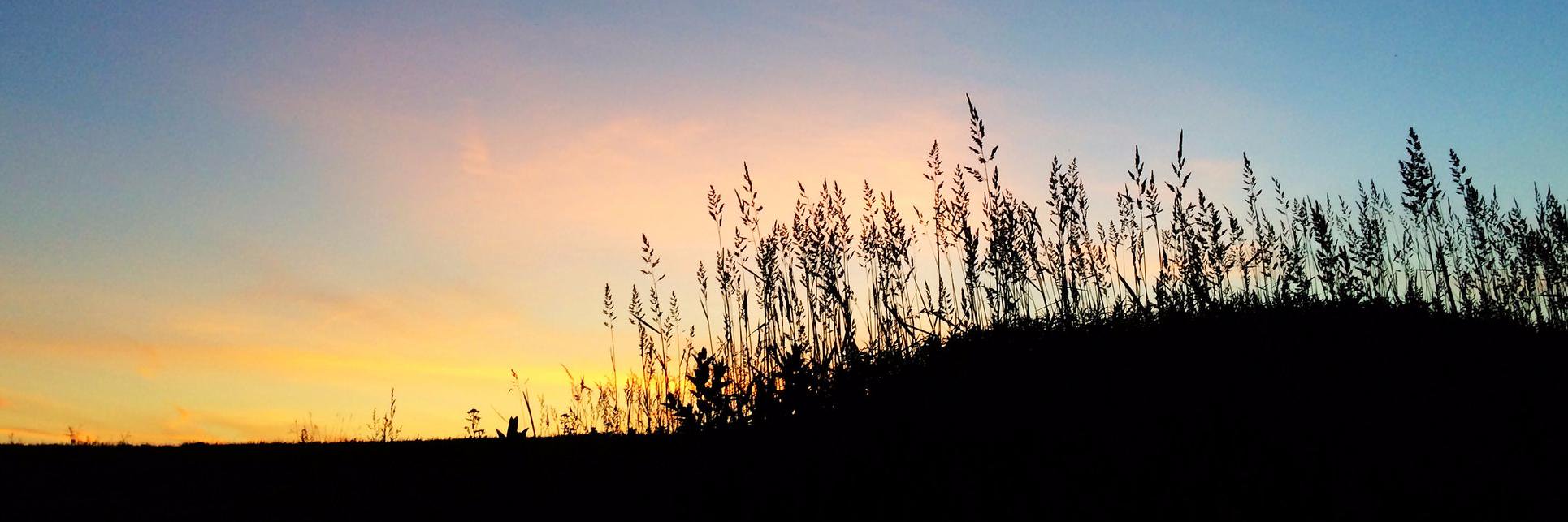 Ma'ayan Plaut banner