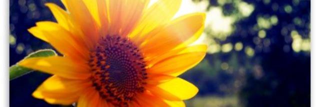 carena_conn's profile banner image