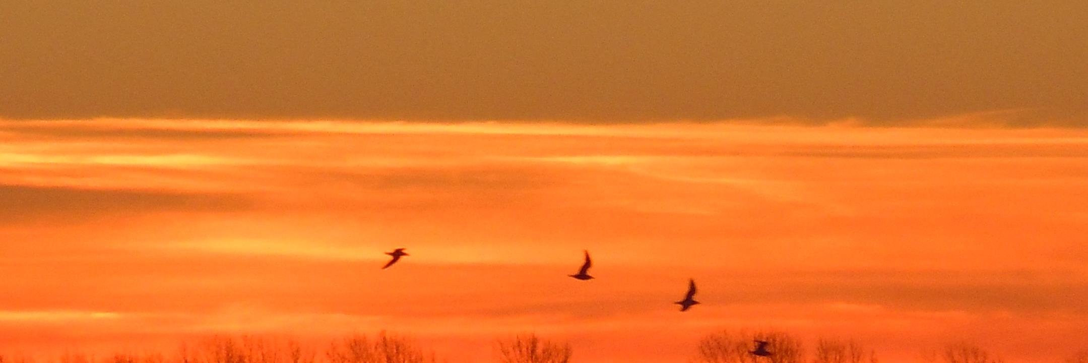 Roberto Peiretti banner