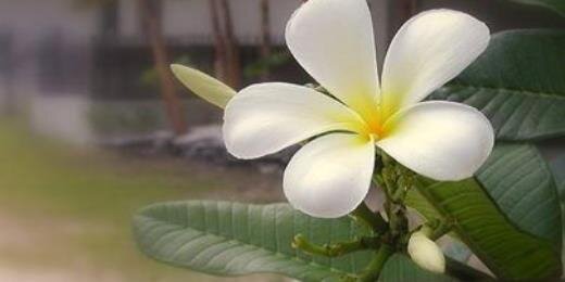 haumea2006's profile banner image