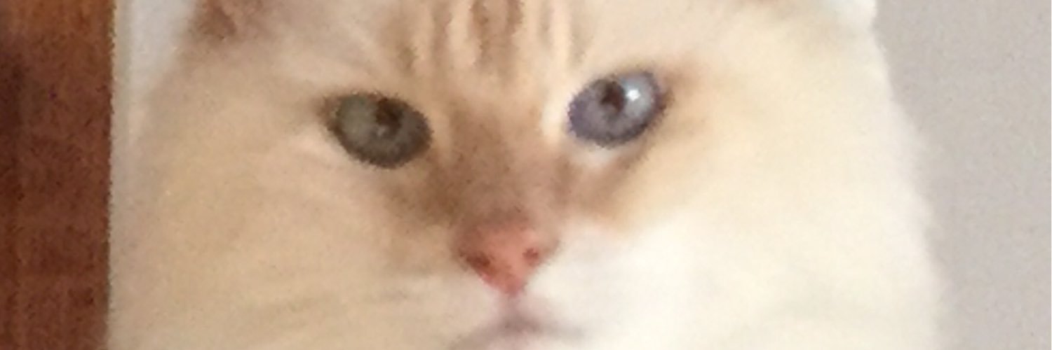 HALLEYCAT23's profile banner image