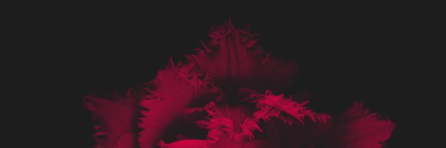 timdonohoue's profile banner image
