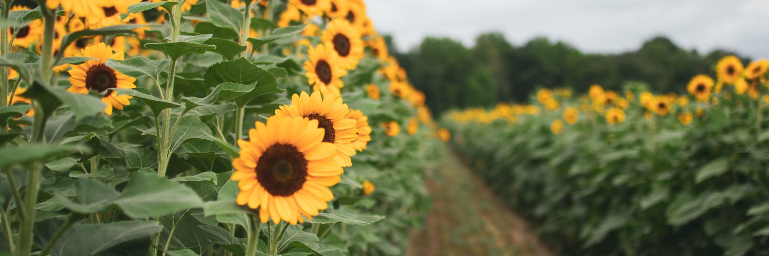 Michele Dougherty banner