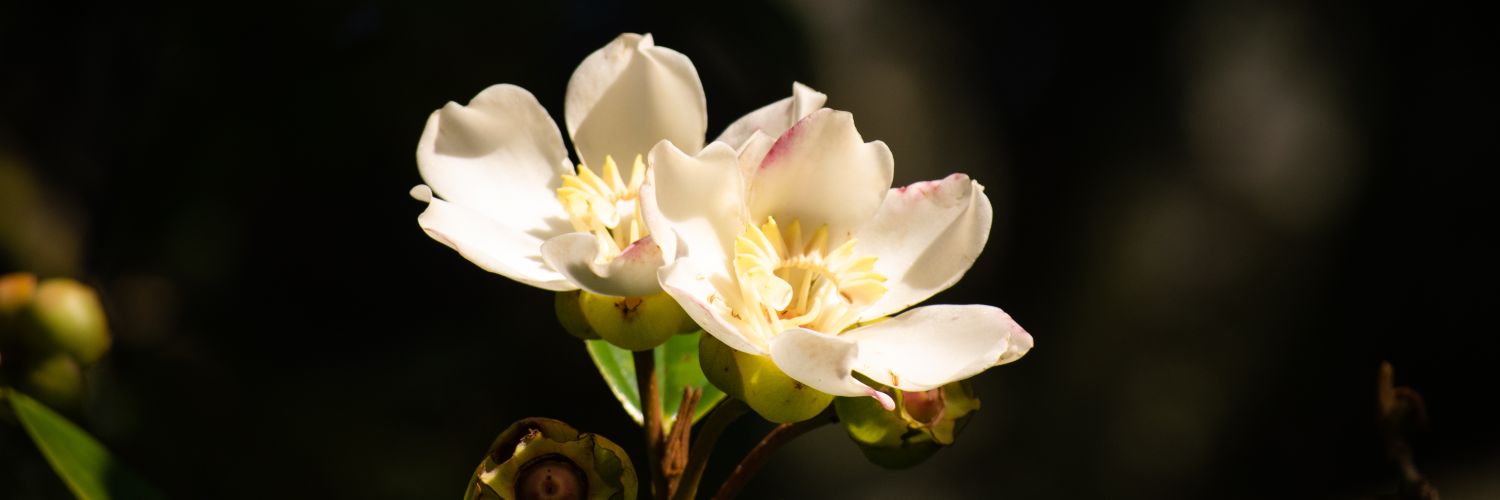 Sofía Ballesteros banner