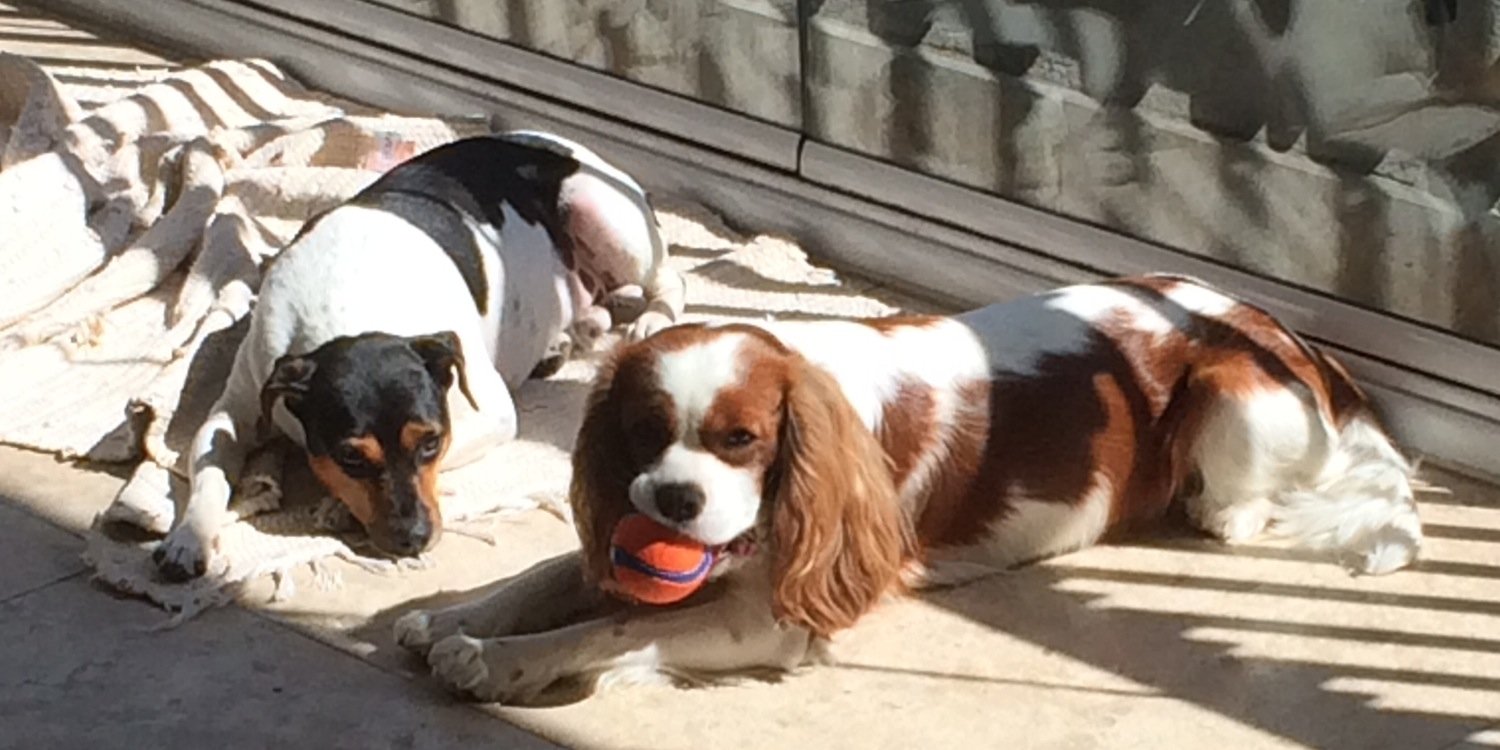 Flavio Schmeil banner