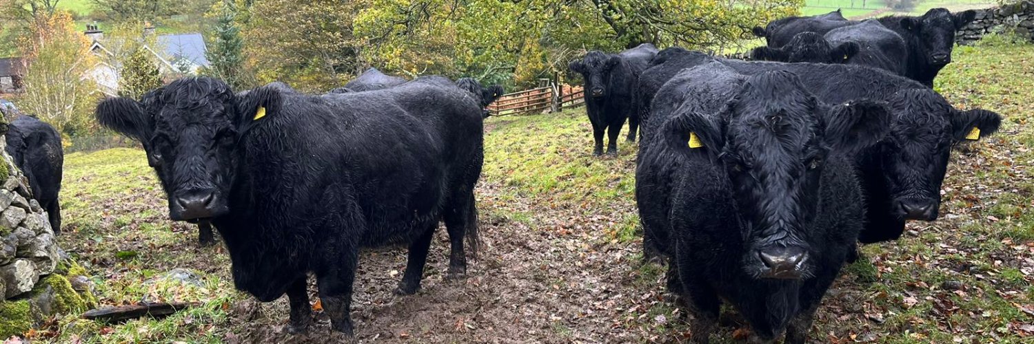Gwartheg Duon Cymreig | Welsh Black Cattle banner