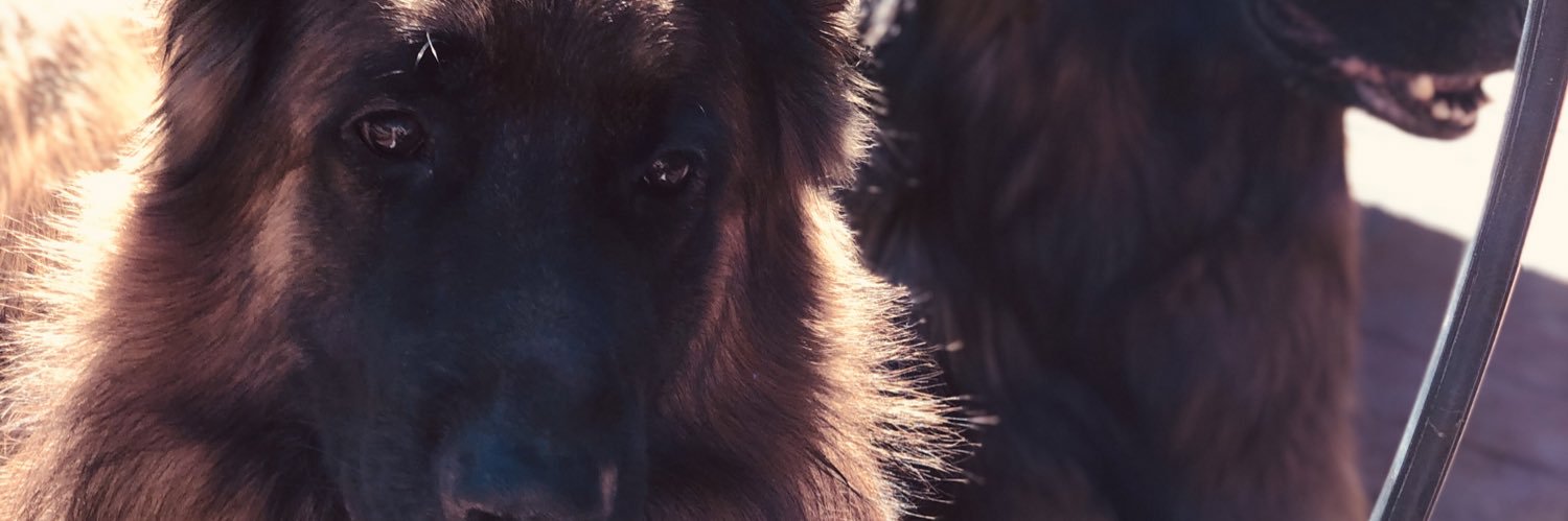dhiggzzz's profile banner image