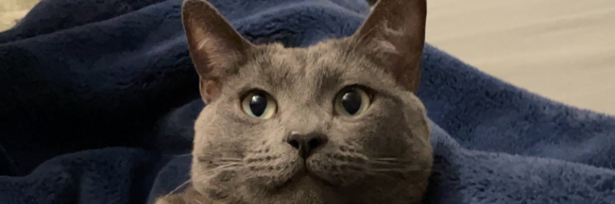 allisonhhall's profile banner image