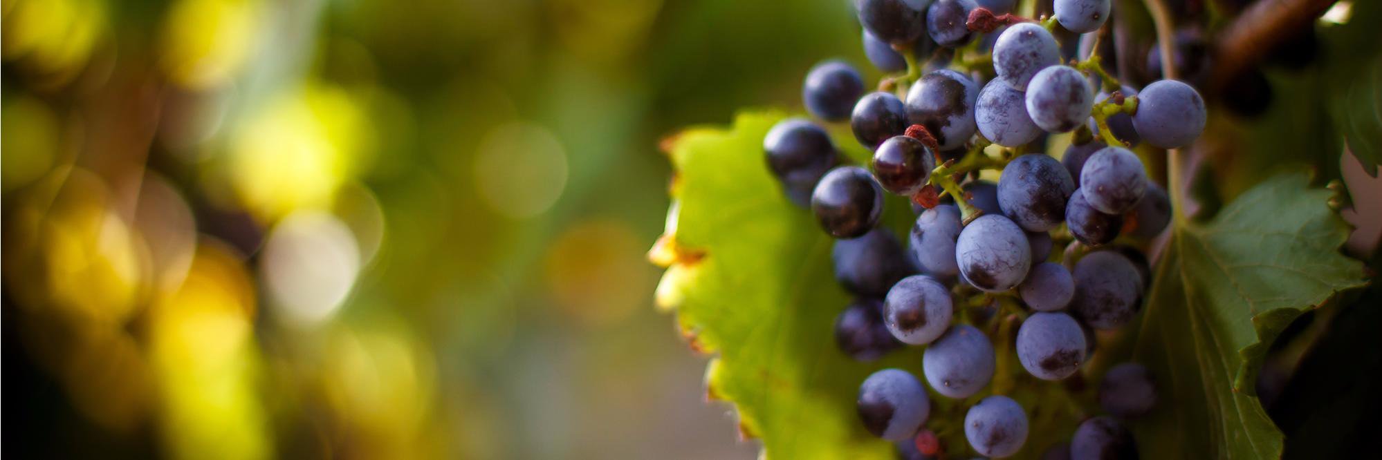 vineyards_com's profile banner image