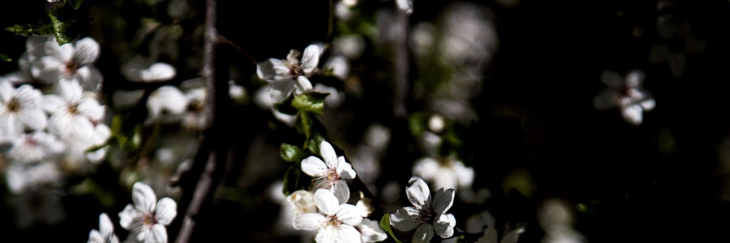iton_david's profile banner image