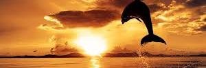 eldeeb1996's profile banner image
