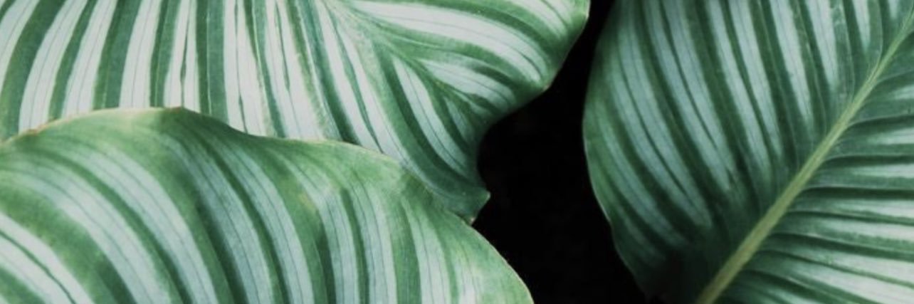 sevyn. banner