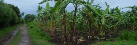 Mpeli Nsekela banner