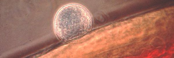 epivec Profile Banner