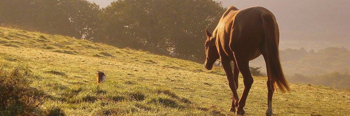 SwanCArt's profile banner image