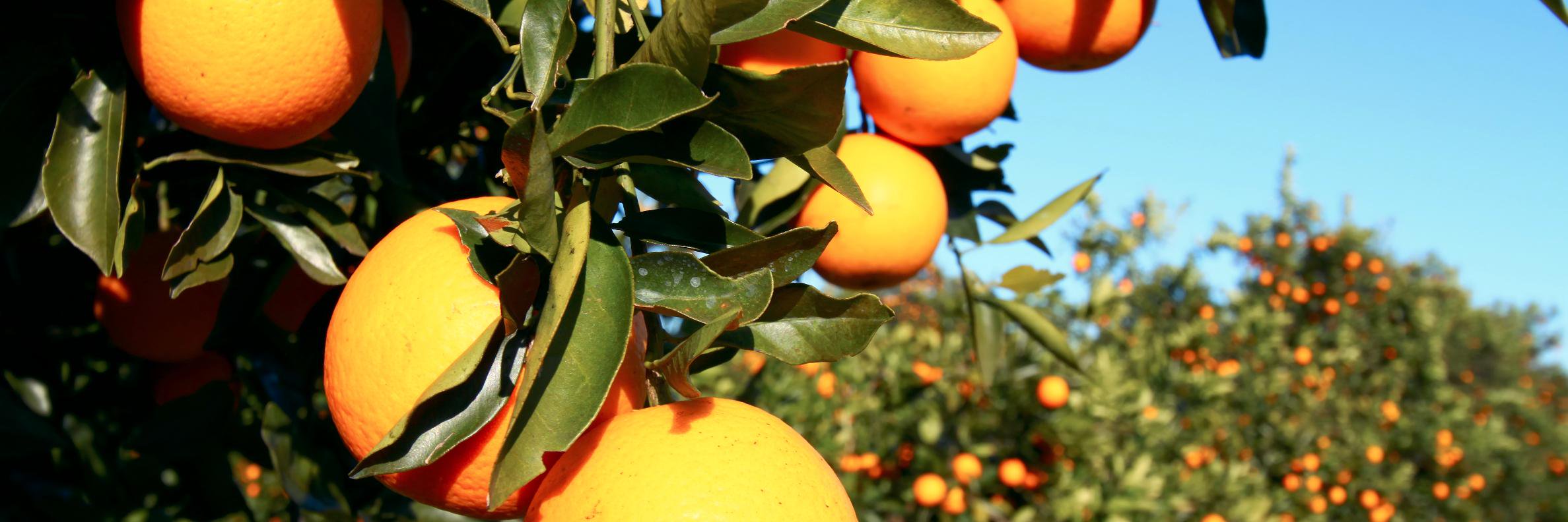 zipOrange's profile banner image