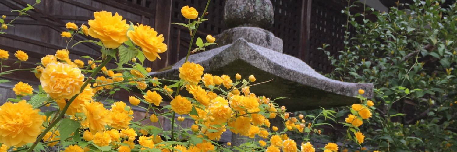 紫葉ちゃこ🐕🦜 banner