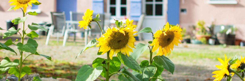 Sue Woolf 🌻 banner